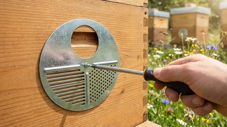 ¿Cómo se monta el disco de entrada de acero? Una guía sencilla para la gestión estratégica de la colmena