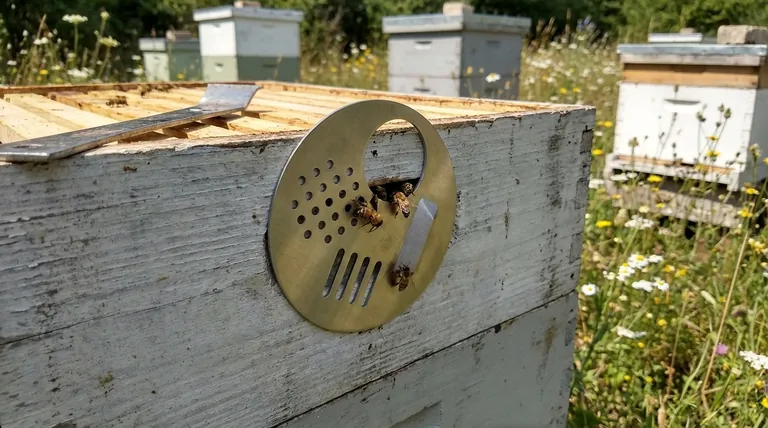 What are the four entrance options provided by the steel entrance disc? Master Hive Traffic & Protection