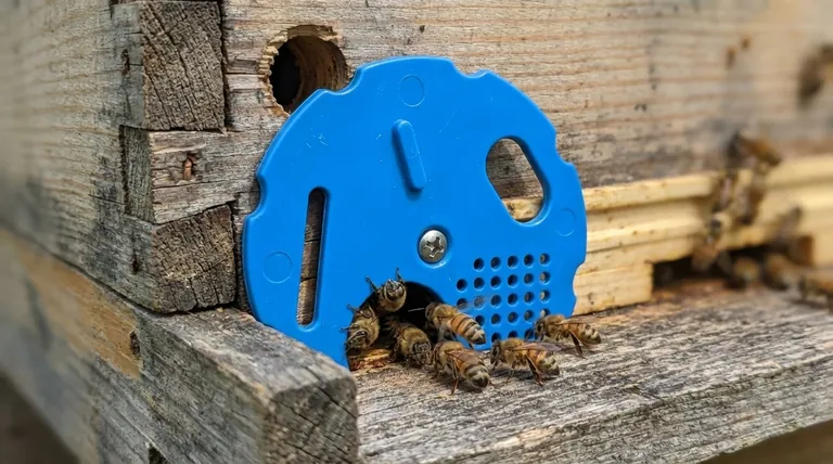 How is the steel top entrance disc mounted onto a hive? Master the Simple Setup for Better Hive Management