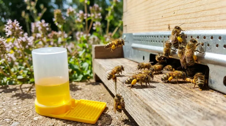 كيف يفيد حبوب اللقاح مستعمرات النحل؟ الوقود الأساسي لنمو الخلية وبقائها