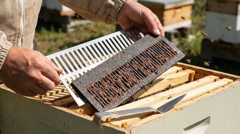 여왕벌 배제기를 프로폴리스 트랩으로 사용할 수 있습니까? 더 나은 벌통 관리를 위해 벌 공간(Bee Space) 이해하기
