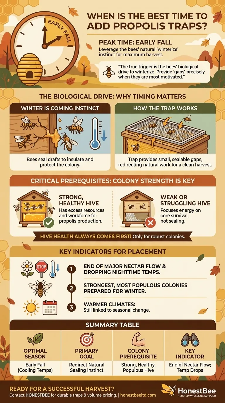 When is the best time to add propolis traps? Maximize Your Harvest with Perfect Timing Visual Guide
