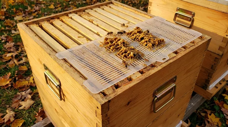 When is the best time to add propolis traps? Maximize Your Harvest with Perfect Timing