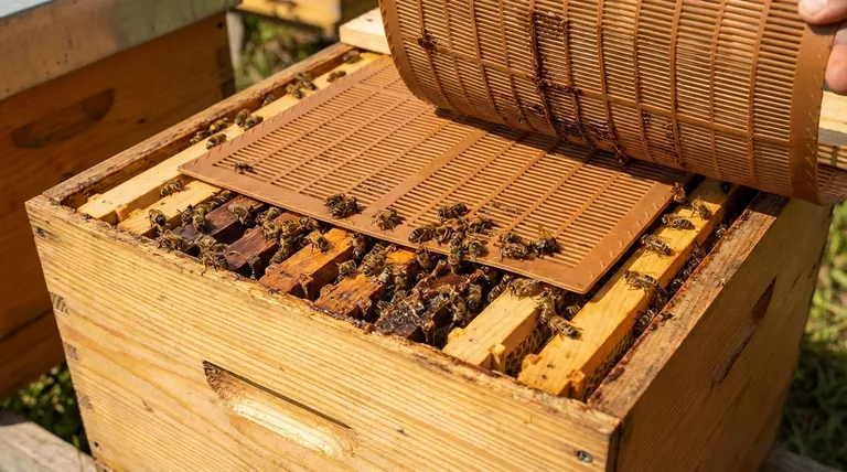 어떤 벌통이든 프로폴리스 트랩을 설치할 수 있나요? 벌집이 충분히 강한 경우에만 가능합니다.