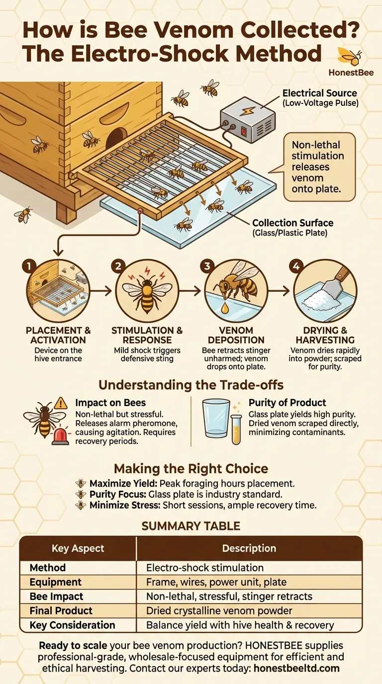 Come viene tipicamente raccolta la veleno d'api utilizzando il metodo elettro-shock? Una guida alla raccolta efficiente e non letale Guida Visiva