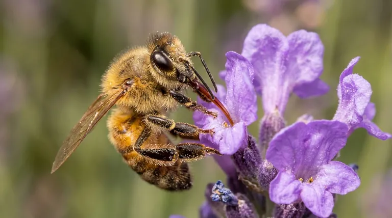 كيف تستخرج النحل الرحيق من الزهور؟ درس متقن في الهندسة الطبيعية