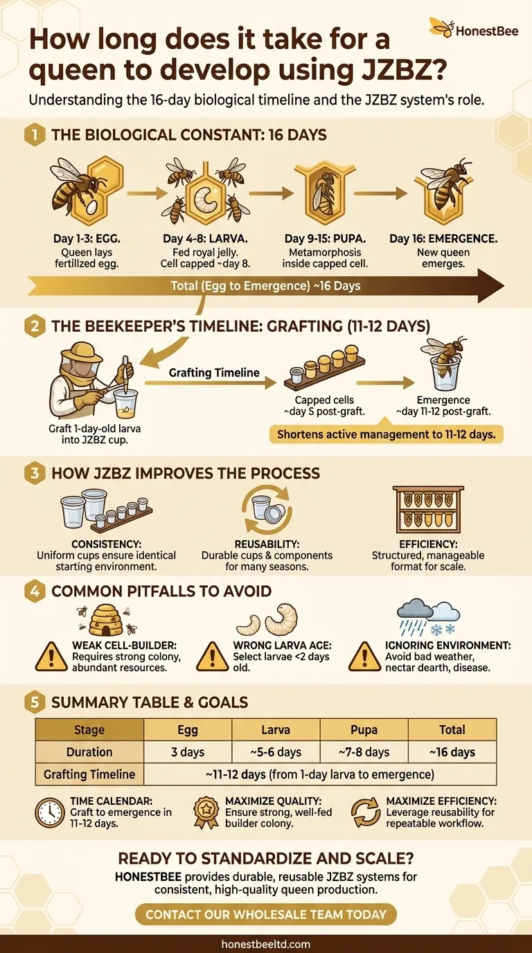 How long does it take for a queen to develop using JZBZ? A 16-Day Guide for Beekeepers Visual Guide