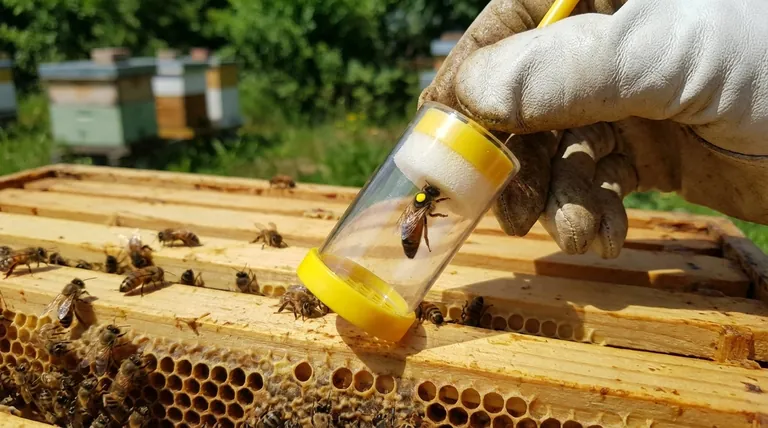 Qual é o objetivo da marcação da rainha? Aumentar a Eficiência da Gestão da Colmeia e a Saúde da Colônia