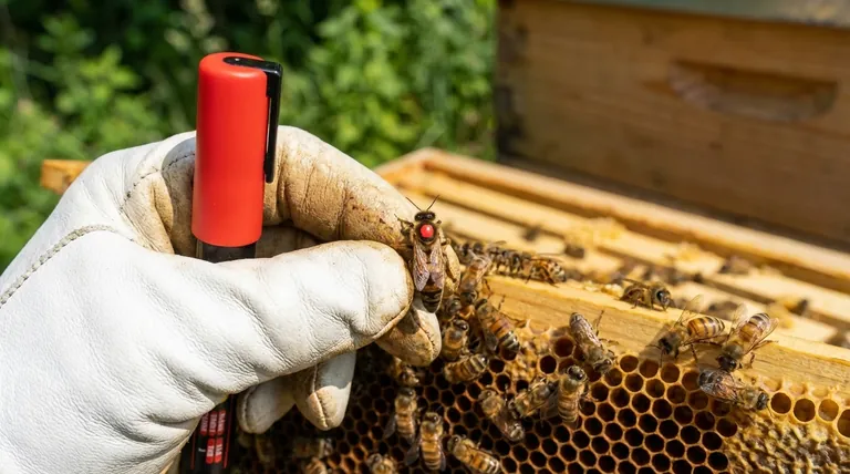 What are the benefits of marking a Queen bee for hive management? Boost Efficiency & Colony Health
