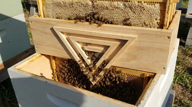 在选择三角逃蜂板时应考虑什么?确保尺寸合适,实现平静的取蜜。