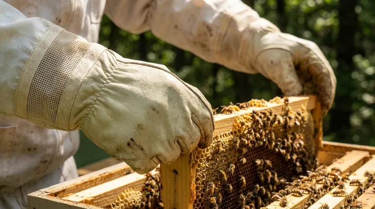 What should beginner beekeepers consider when choosing beekeeping gloves? Balance Protection and Dexterity for Success