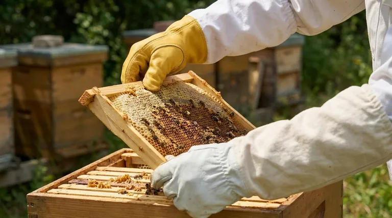 How do beekeeping gloves help in maintaining hygiene? Essential for Hive Biosecurity