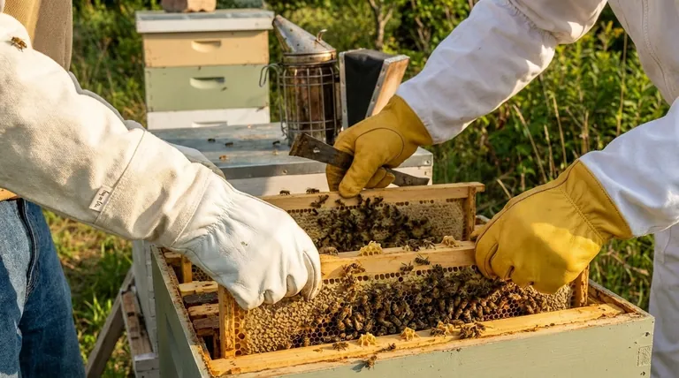 Qual é a importância de escolher as luvas certas para a apicultura? Equilibre Proteção e Destreza para o Sucesso da Colmeia