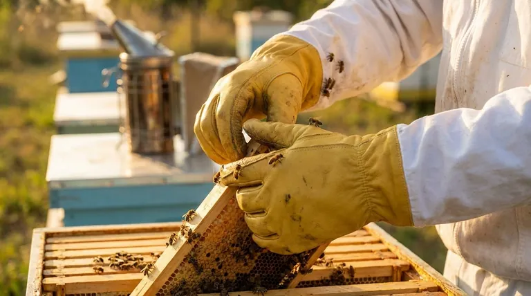 لماذا يعتبر المقاس المناسب والمحكم مهمًا لقفازات تربية النحل؟ ضمان البراعة وسلامة النحل