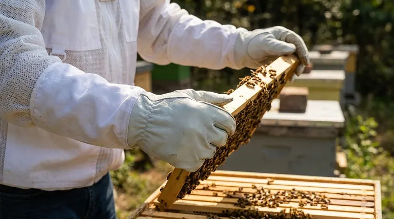 养蜂手套为何应贴合但不过紧?安全与灵巧度的关键