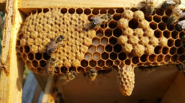 Em que tipo de células as abelhas operárias se desenvolvem? A Fundação Multiusos da Colmeia