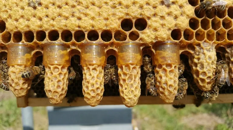 В каких типах ячеек развиваются будущие матки? Роль маточников в вашем улье