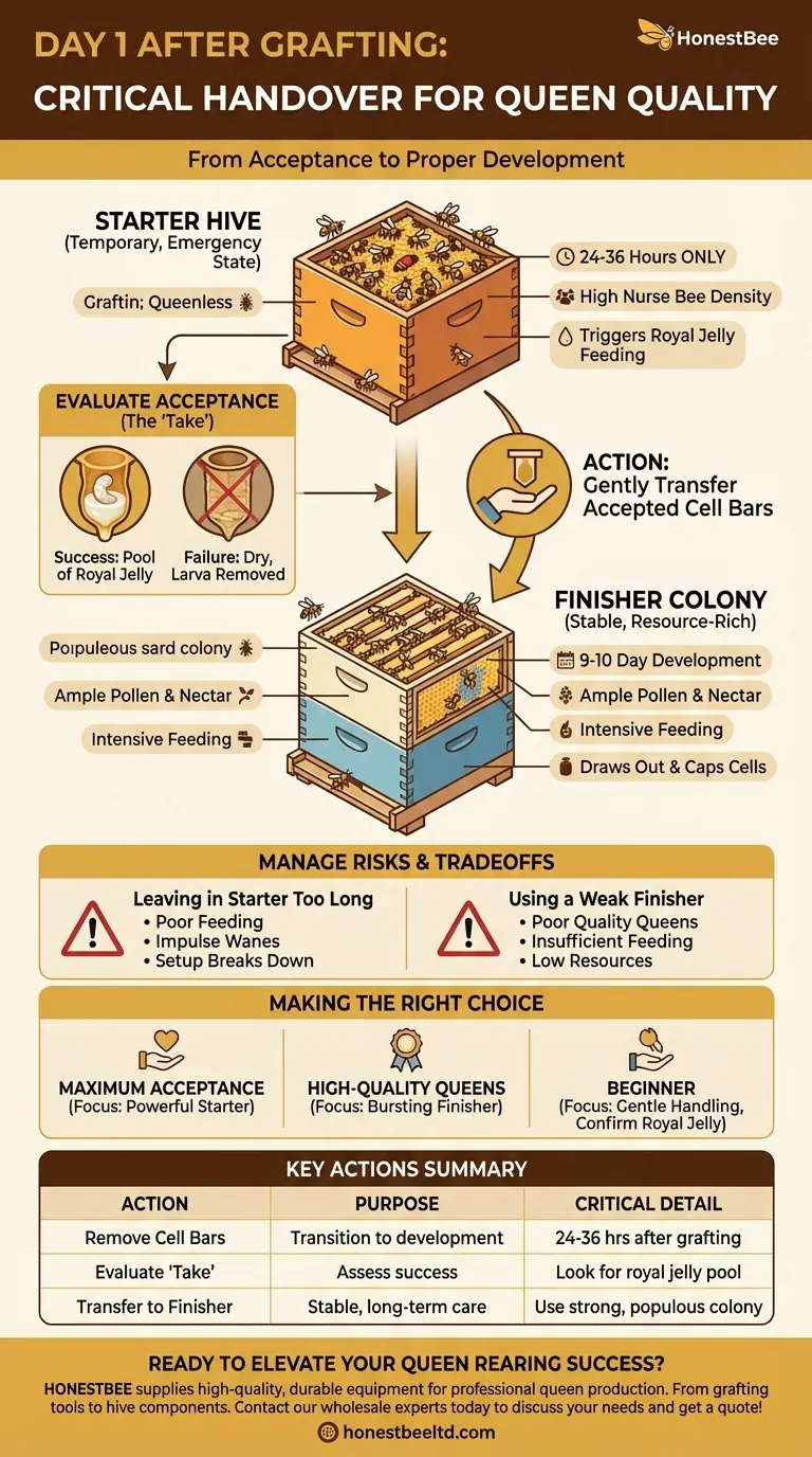 What should be done on the morning of day 1 after grafting? Transfer Cells to a Finisher Hive Visual Guide