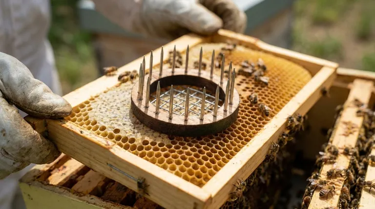 What happens if a virgin queen is confined to the hive for too long? The Path to a Drone-Laying Queen and Colony Collapse