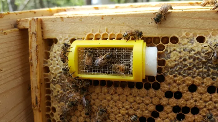 What is the purpose of queen mailing cages? Safely Transport and Introduce Your Queen Bee