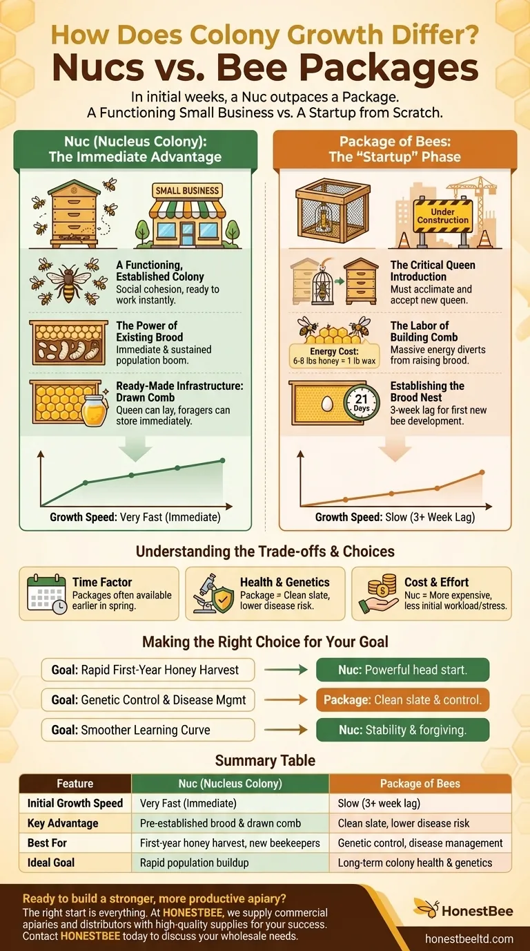 How does colony growth differ between nucs and bee packages? A Guide to Faster Beehive Buildup Visual Guide