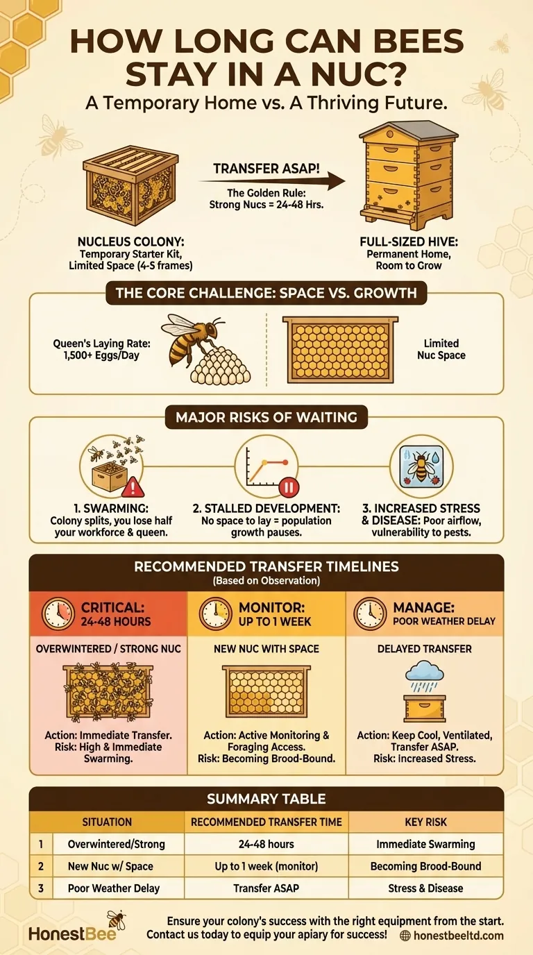 How long can bees stay in a nuc? Avoid Swarming and Ensure Colony Health Visual Guide