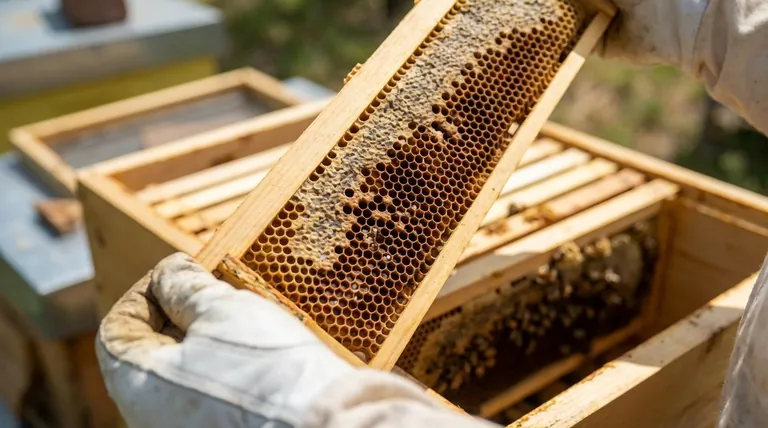 핵심 군집이 '여왕이 있는 상태(Queenright)'인지 확인하는 과정이란 무엇인가요? 군집의 건강과 생산성을 보장하세요