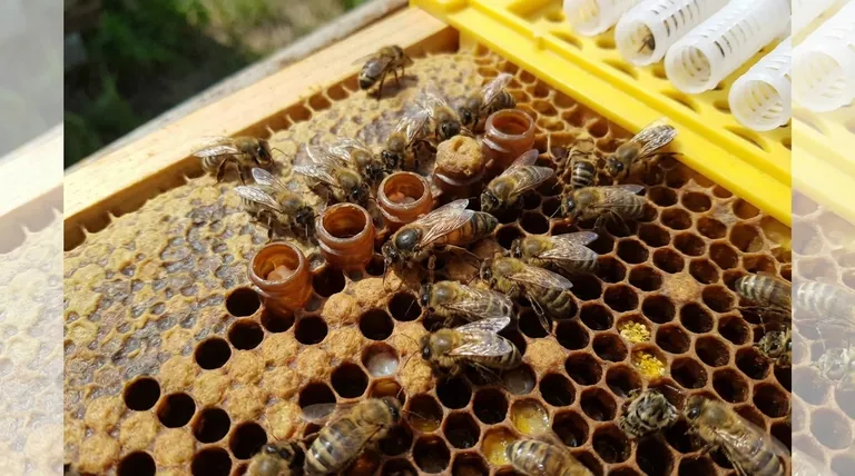 새 여왕벌이 부화하고, 짝짓기를 하고, 산란을 시작하는 데 얼마나 걸립니까? 양봉가를 위한 10-14일 가이드