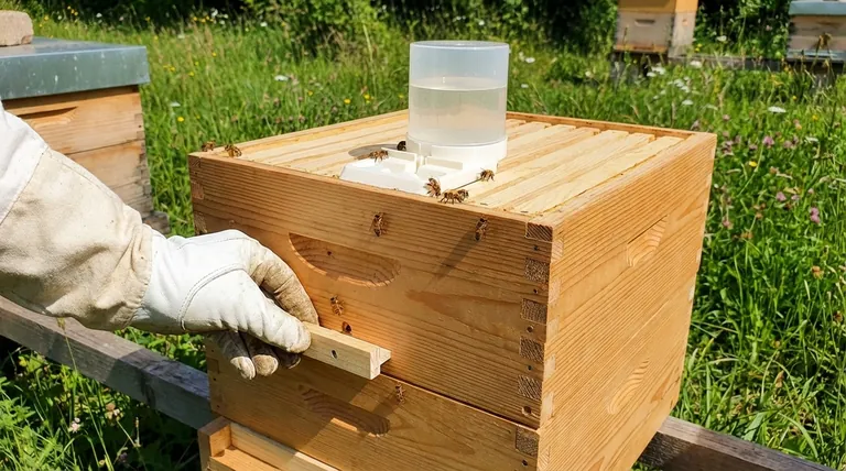 Как следует поддерживать новый улей после пересадки нуклеуса? Обеспечьте процветание вашего нуклеуса с помощью этих критически важных шагов