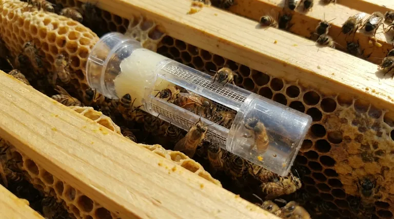 Onde os apicultores podem comprar gaiolas para rainhas? Escolha a Ferramenta Certa para uma Introdução Bem-Sucedida