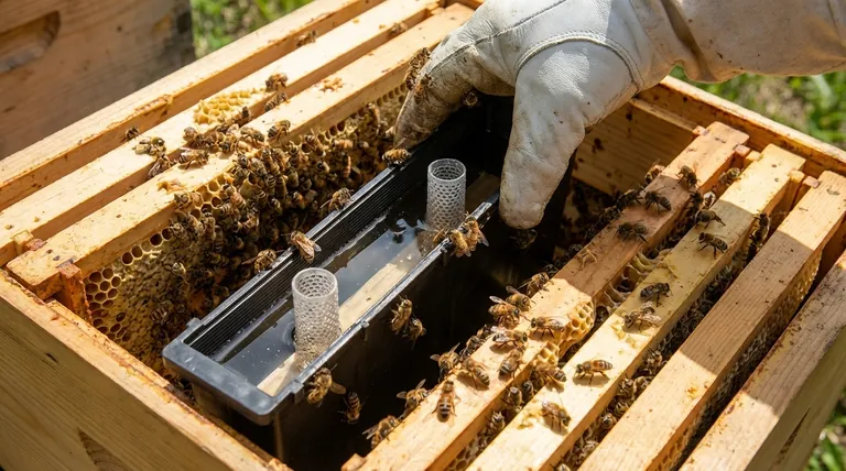 Qual è il ruolo di un alimentatore a telaio nell'allevamento delle regine? Simulare un Flusso di Nettare per il Successo