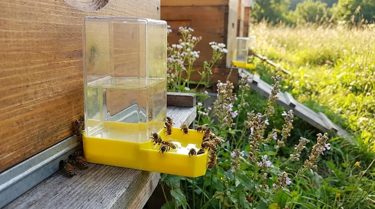 How can pests be minimized when using honey bee feeders? Secure Your Hive's Food Source