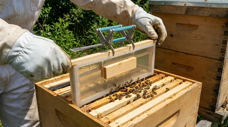 什么是框式喂食器?它们是如何使用的?蜂巢内安全喂养指南