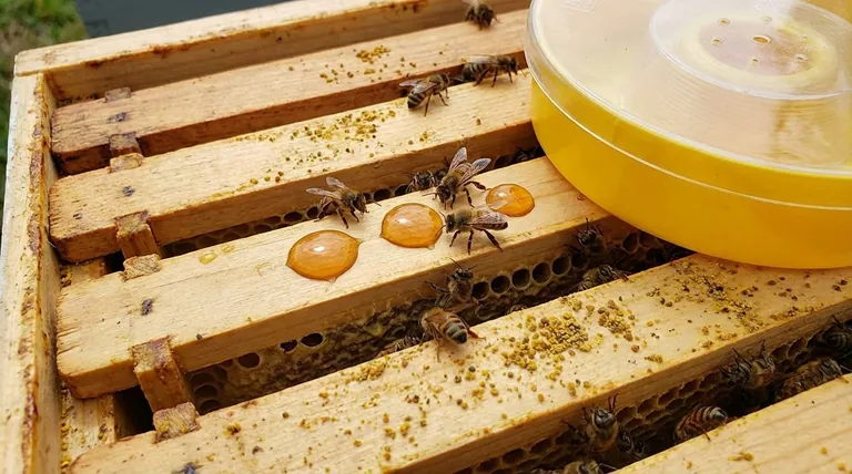 What is the purpose of splashing syrup on top bars? Guide Bees to the Feeder Fast