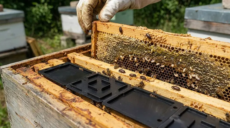 Was ist zu tun, wenn ein Bienenstock Anzeichen eines Befalls mit dem kleinen Beutenkäfer zeigt? Schützen Sie Ihren Bienenstock jetzt