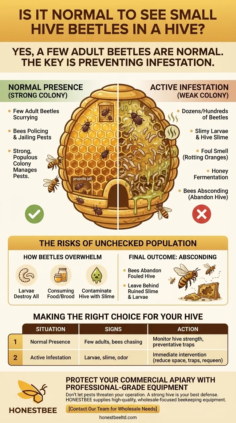 巣箱の中に小さなハチミツミツバチが見られるのは普通ですか？害虫と問題を見分ける ビジュアルガイド