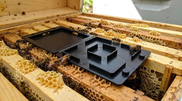 O que são os besouros das colmeias pequenos e onde eles não são nativos? Proteja seu apiário contra esta praga invasora