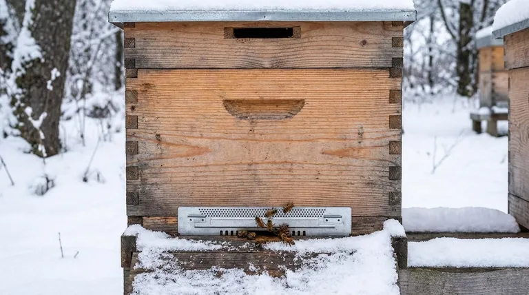 Почему важно уменьшать леток у улья при подготовке к зиме? Важнейшие советы для выживания колонии