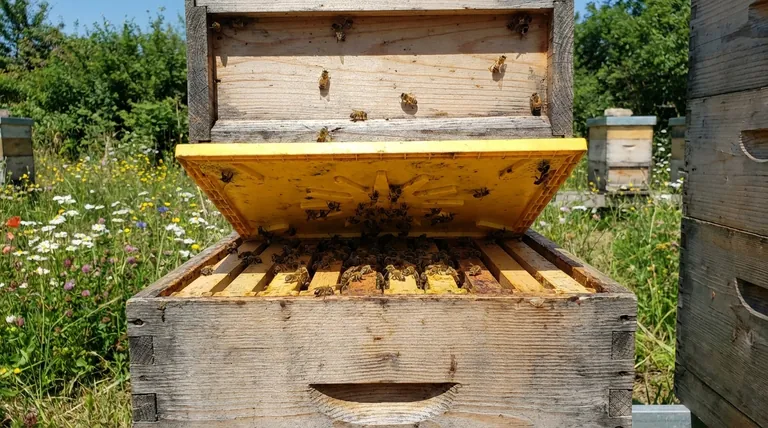 Para que serve uma tábua de fuga? Uma Colheita de Mel Suave e Livre de Químicos