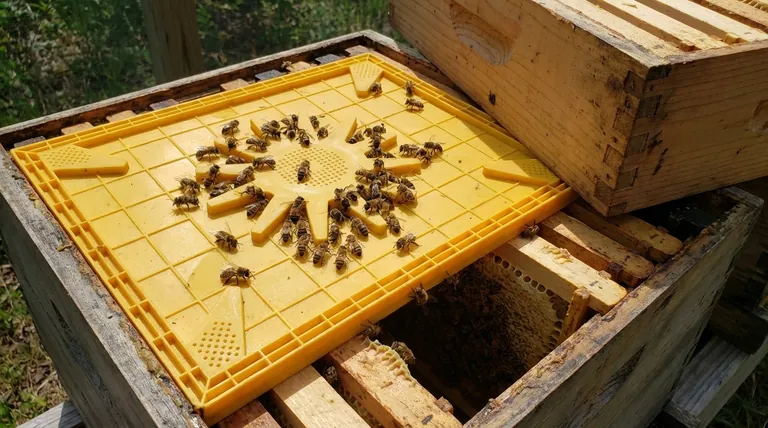 What is a honey bee escape board and why is it preferred? The Gentle Way to Harvest Honey