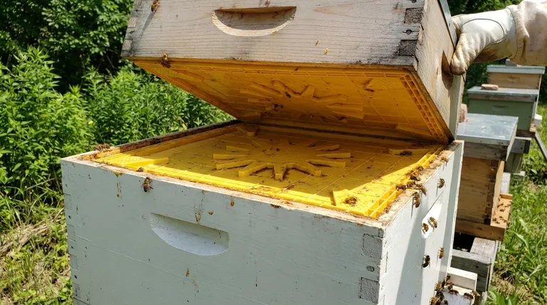 How should bee escape boards be used for optimal results? A Guide to a Calm, Efficient Honey Harvest