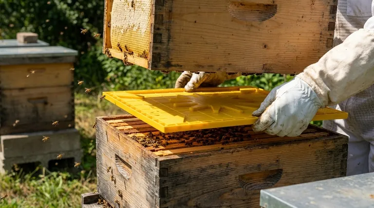 移除继箱时,三角蜂逃板应如何放置?掌握正确的放置方法,轻松收获蜂蜜