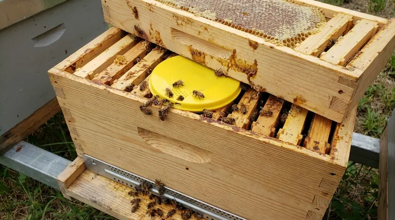 ما هو الغرض من لوح هروب النحل؟ طريقة لطيفة وخالية من المواد الكيميائية لحصاد العسل