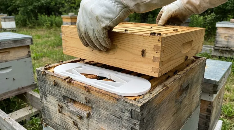كيف يتم استخدام لوحة هروب النحل في الخلية؟ دليل بسيط لحصاد عسل هادئ وخالٍ من المواد الكيميائية