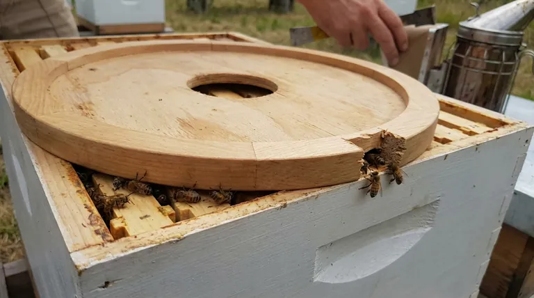 O que acontece se uma tampa interna não tiver um entalhe? Evite Armadilhas para Abelhas e Melhore a Saúde da Colmeia