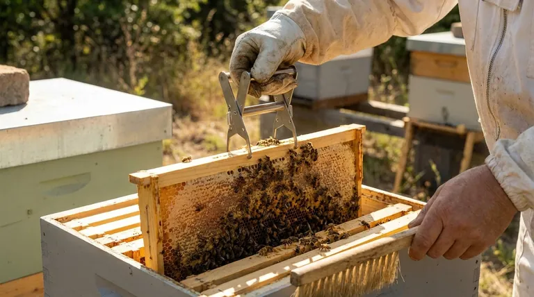 What are Frame Grips used for in beekeeping? Boost Your Hive Inspection Efficiency & Bee Safety