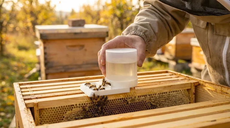언제 벌에게 설탕 시럽을 먹여야 할까요? 강한 벌통을 위한 전략적 급여 가이드