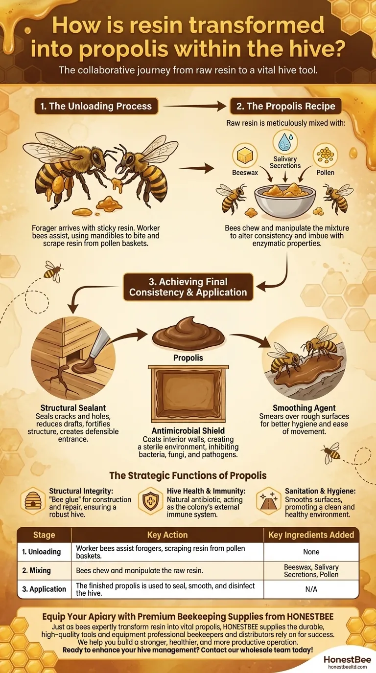 Como a resina é transformada em própolis dentro da colmeia? O Processo Colaborativo Revelado Guia Visual