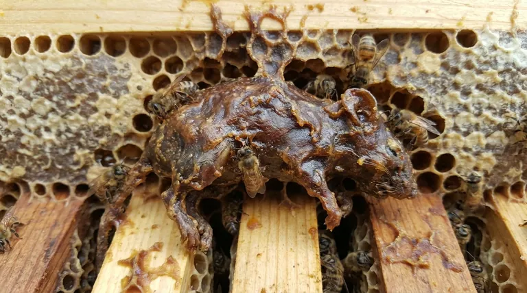 How do honey bees use propolis to handle dead animals? Ingenious Hive Sanitation Revealed