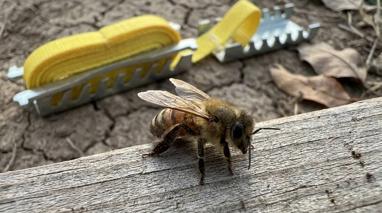 How might honey bees adapt to the scarcity of pollen? A Sign of Nutritional Stress